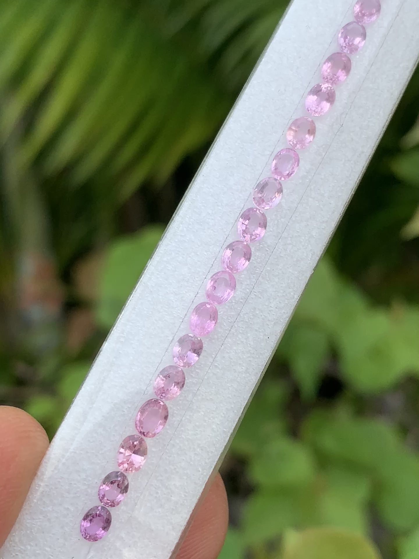 Natural soft pink sapphire oval layout ZG-LJS video