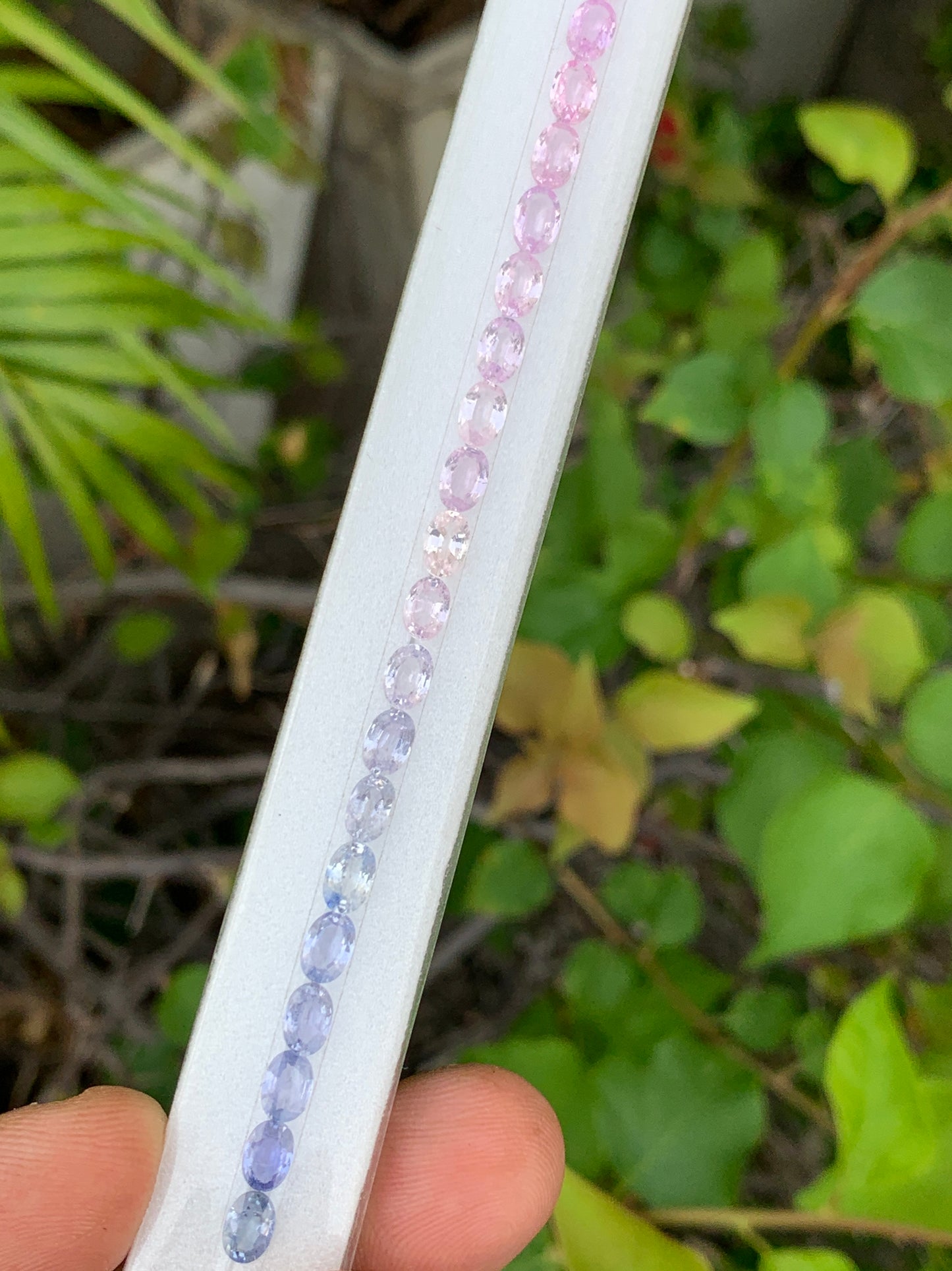 Natural sapphire oval pastel multicolor strand 15.30 carats wholesale loose gemstones